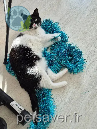 Chatte Perdue 77 Seine-et-Marne - Pepsi Chatte Perdue 77 Seine-et-Marne - Pepsi