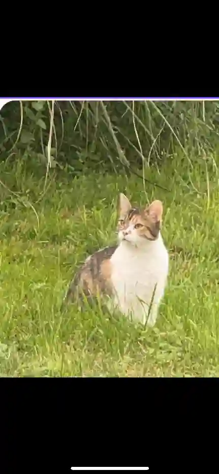 Chatte Trouvée 77 Seine-et-Marne - Pipas Chatte Trouvée 77 Seine-et-Marne - Pipas