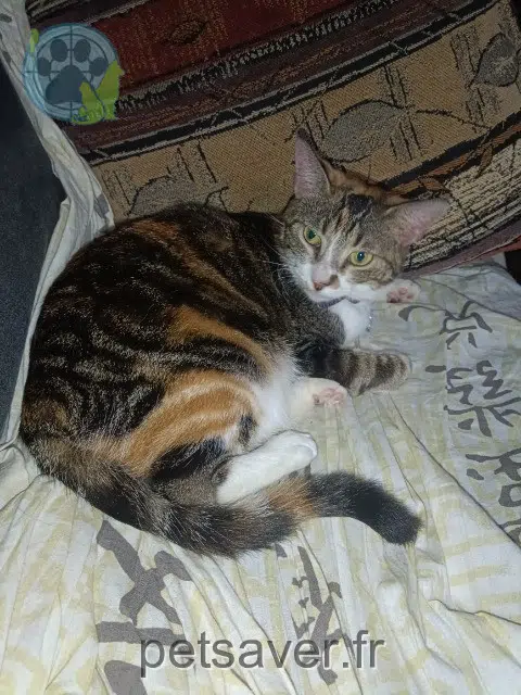 chatte reunited 77500 Chelles Pirate