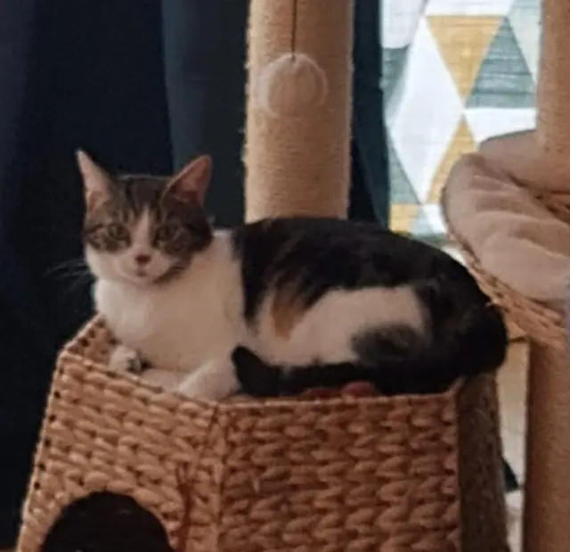 chatte reunited   77550 Moissy-Cramayel PLUME