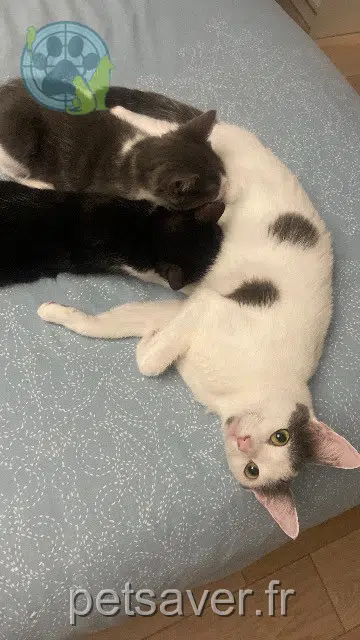 chatte reunited   77174 Villeneuve-le-Comte Plume