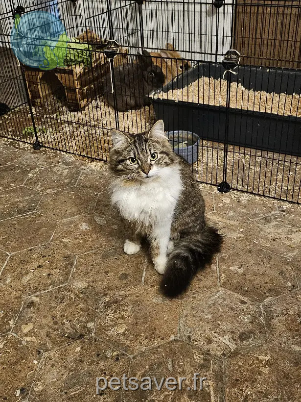 chatte retrouvée Rue du Général de Gaulle 77430 Champagne-sur-Seine Plumhoe chatte reunited Rue du Général de Gaulle 77430 Champagne-sur-Seine Plumhoe