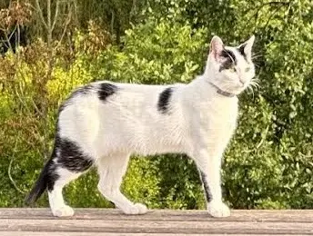 chatte reunited   77167 Faÿ-lès-Nemours River