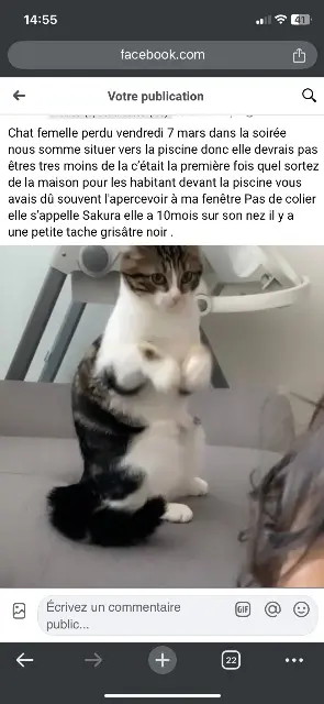 chatte reunited   77410 Claye-Souilly Sakura