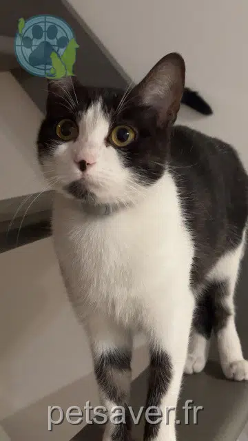 chatte reunited 77160 Provins Scarlet