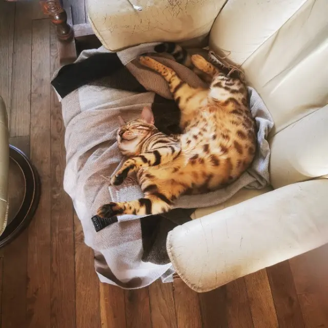chatte reunited   77450 Esbly Sekmet