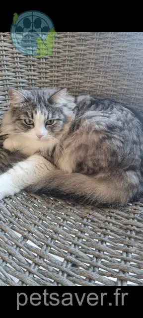 chatte reunited   77130 La Grande-Paroisse Shanelle