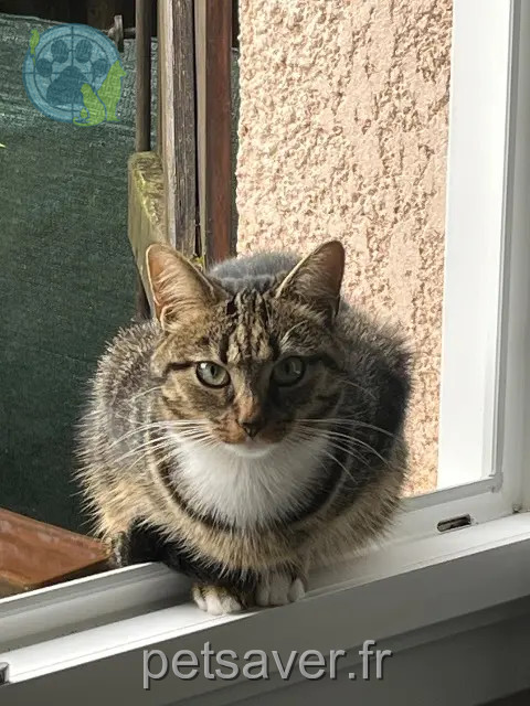 cat reunited 77600 Chanteloup-en-Brie Socquette