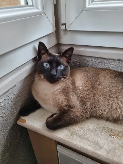 chatte reunited   77510 Verdelot Soul