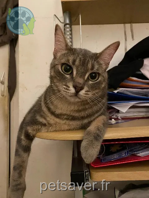 chatte reunited   77000 Vaux-le-Pénil Talia