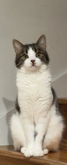 chatte reunited   77122 Monthyon Uzee