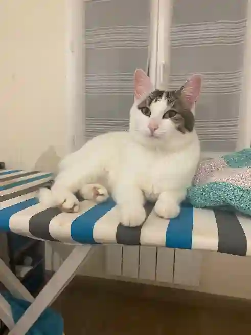 Chatte Trouvée 77 Seine-et-Marne - Vénus Chatte Trouvée 77 Seine-et-Marne - Vénus