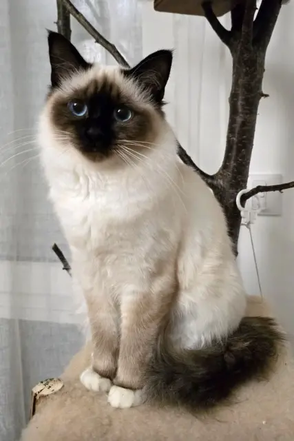 chatte reunited   77420 Champs-sur-Marne Yuki