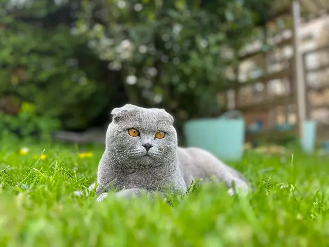 chatte reunited   77320 Saint-Rémy-de-la-Vanne Yummy