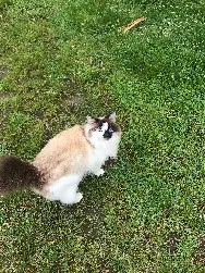 Chatte Perdue 77 Seine-et-Marne Chatte Perdue 77 Seine-et-Marne