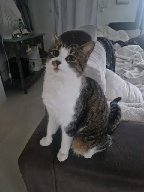 chatte reunited   77166 Évry-Grégy-sur-Yerre Giorgia