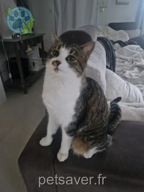 Katze reunited   77166 Évry-Grégy-sur-Yerre Giorgia