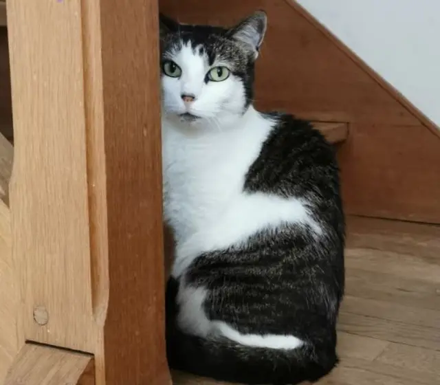 chatte reunited   78120 Rambouillet Aby