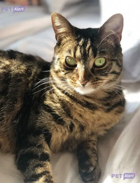 chatte reunited   78310 Maurepas Aiko