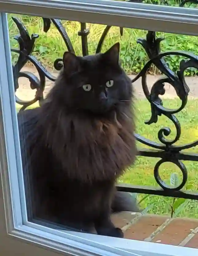 Chatte Trouvée 78 Yvelines - Aponi Chatte Trouvée 78 Yvelines - Aponi