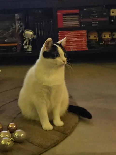 chatte reunited   78700 Conflans-Sainte-Honorine Aya