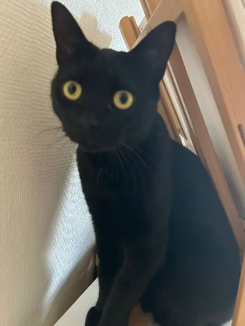 chatte reunited   78220 Viroflay Baghera