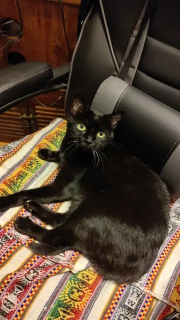 chatte reunited   78250 Hardricourt Baguerra