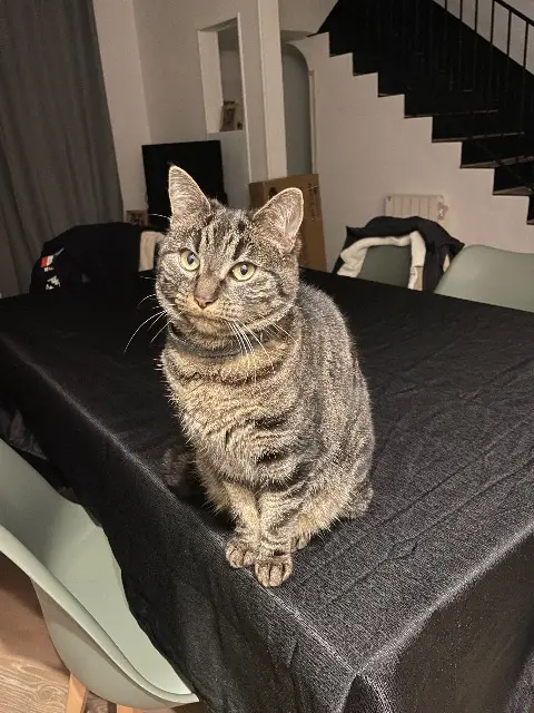 chatte reunited   78660 Ablis Bali