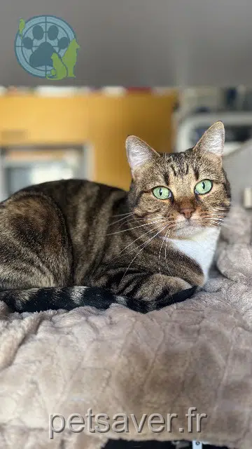 gatta reunited   78000 Versailles Bibi