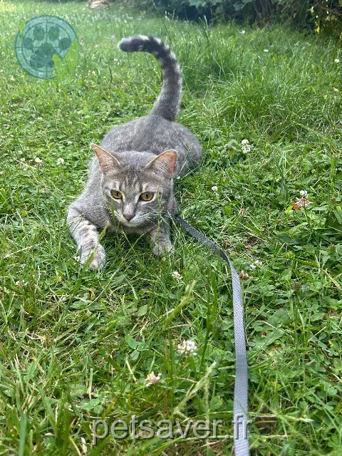 chatte reunited 78280 Guyancourt Bulma