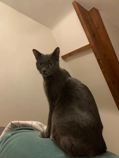 chatte reunited   78800 Houilles Cachemire