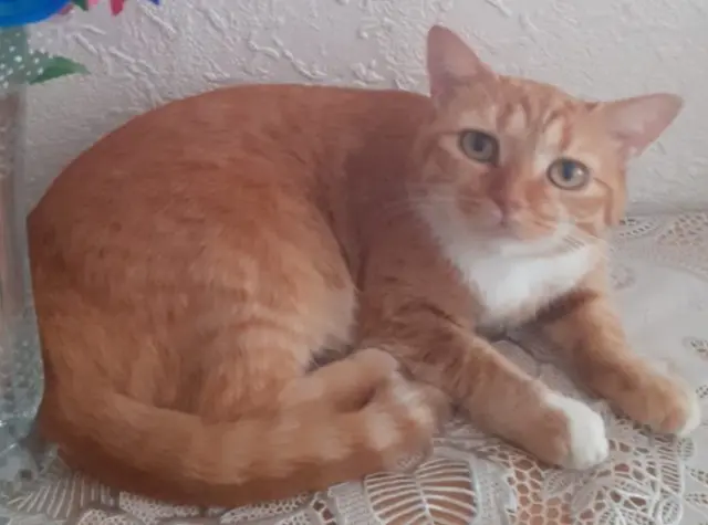 chatte reunited   78370 Plaisir Cahouette