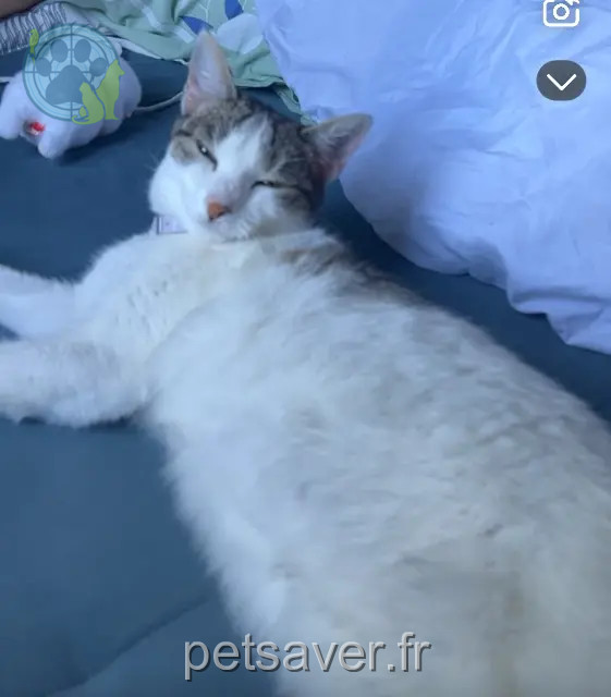chatte reunited 78700 Conflans-Sainte-Honorine Cannelle