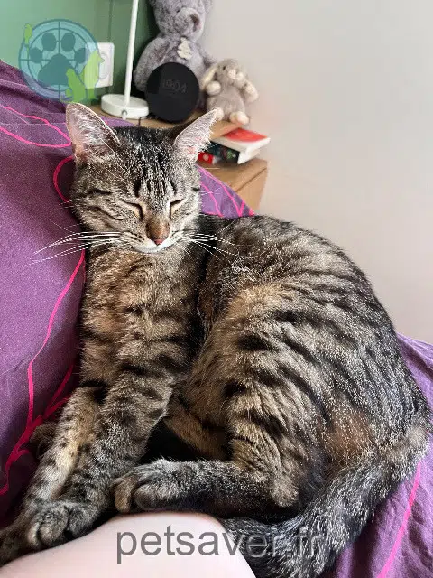 kat reunited   78500 Sartrouville Cassiopée