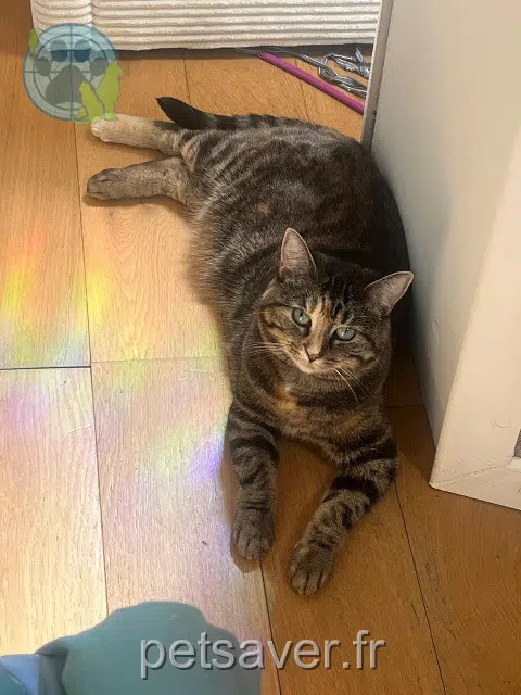 chatte reunited 78000 Versailles Choupinette