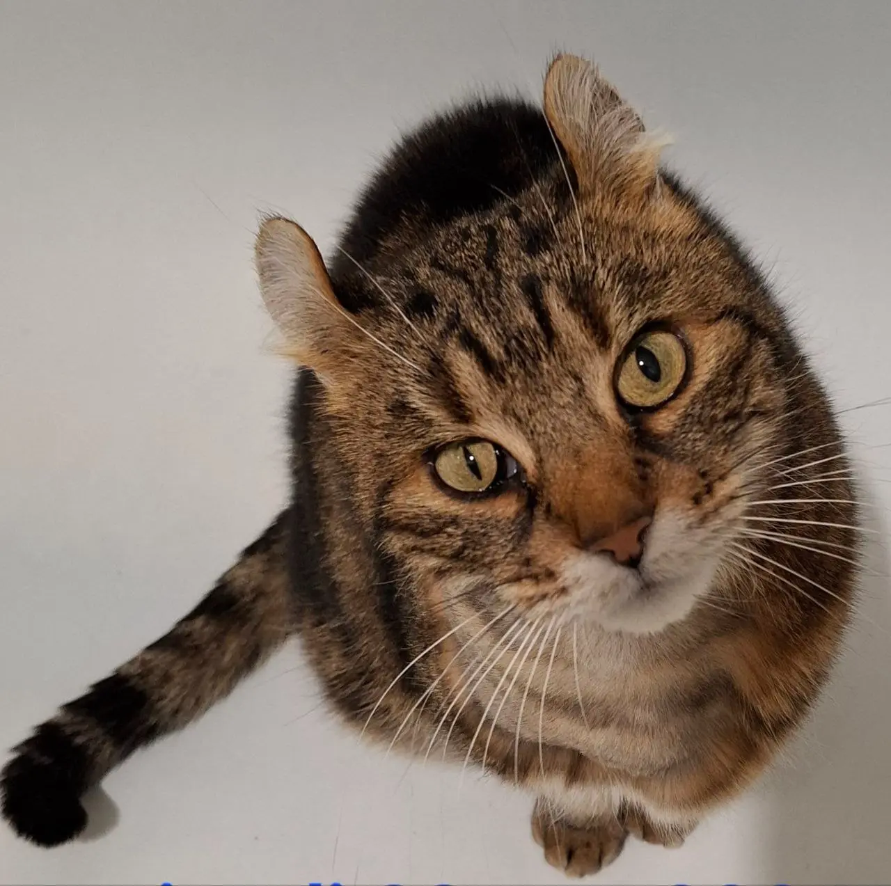 Chatte Perdue 78 Yvelines - Chouquette Chatte Perdue 78 Yvelines - Chouquette