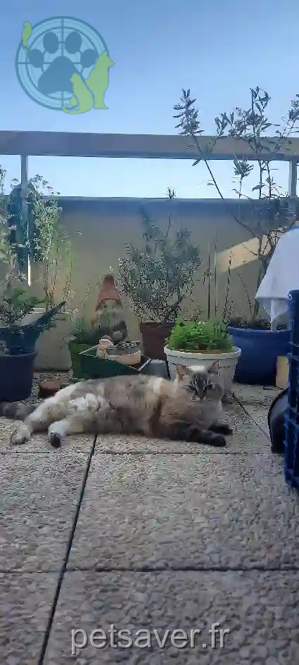 Chatte Perdue 78 Yvelines - Eden Chatte Perdue 78 Yvelines - Eden