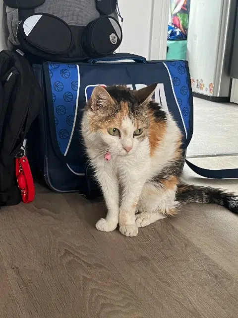 chatte reunited   78200 Mantes-la-Jolie Epices