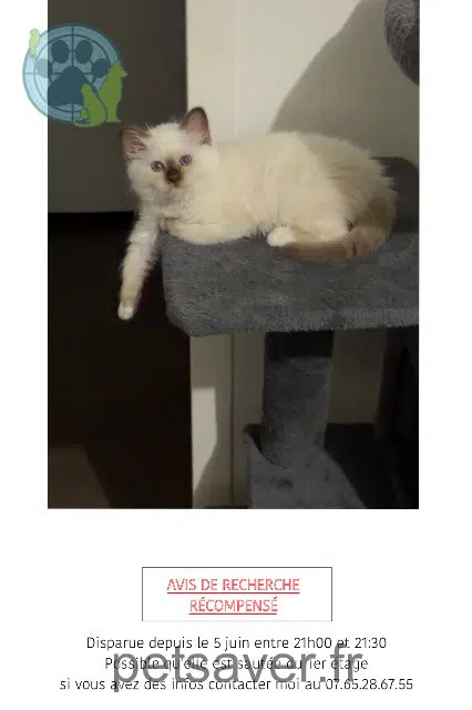 gatta reunited   78500 Sartrouville Fendi