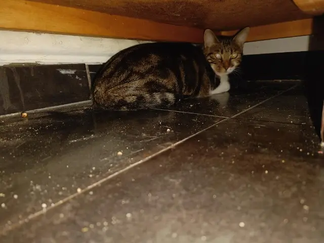 chatte reunited   78800 Houilles Fifi