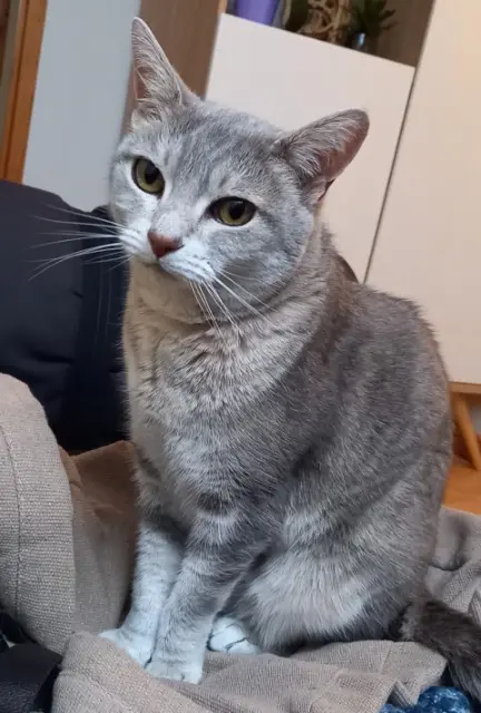 chatte reunited   78480 Verneuil-sur-Seine Frimousse