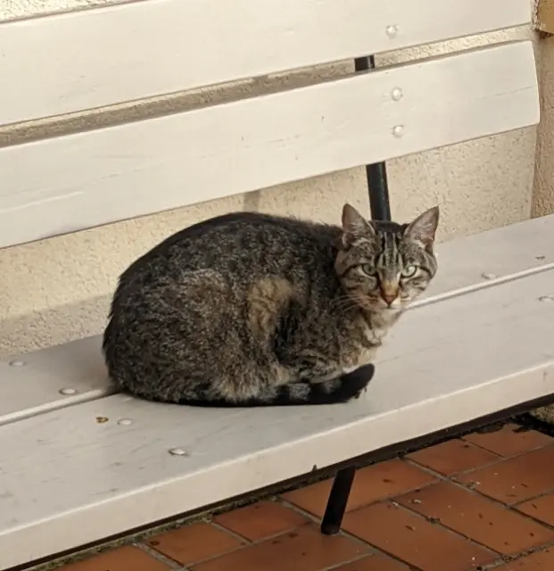 chatte reunited   78970 Mézières-sur-Seine Gaïa