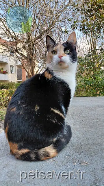 chatte reunited   78420 Carrières-sur-Seine Gigi