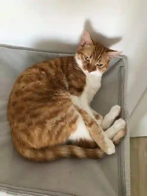 Chatte Trouvée 78 Yvelines - Ginger Chatte Trouvée 78 Yvelines - Ginger