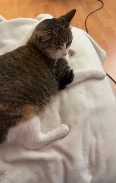 chatte reunited   78600 Maisons-Laffitte Gyoza