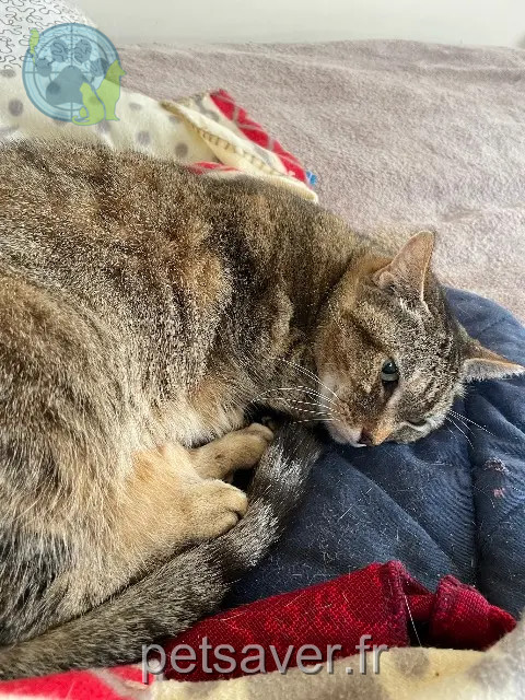 chatte reunited   78930 Villette Happy