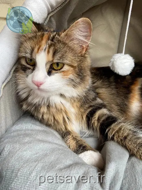 chatte reunited   78520 Follainville-Dennemont Harmony