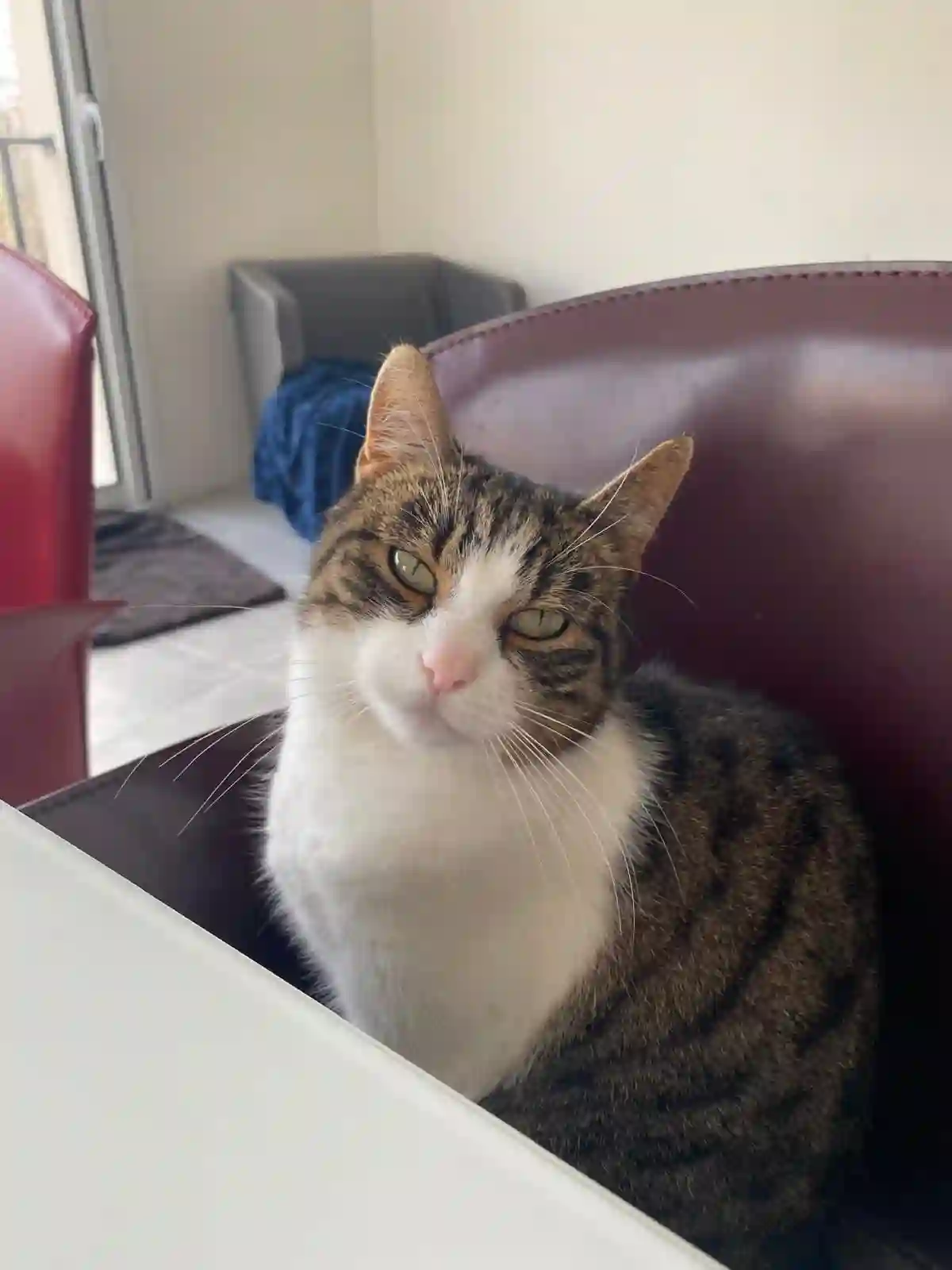 Chatte Trouvée 78 Yvelines - Isis Chatte Trouvée 78 Yvelines - Isis