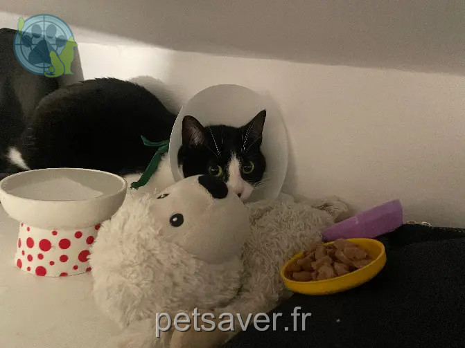 gata reunida 3 Rue du Château 78600 Maisons-Laffitte Jolyne gata reunited 3 Rue du Château 78600 Maisons-Laffitte Jolyne