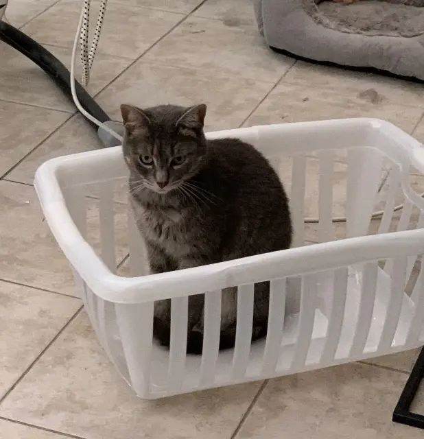 chatte reunited   78711 Mantes-la-Ville Josephine